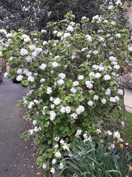 A distraction! Talk about your garden plans
