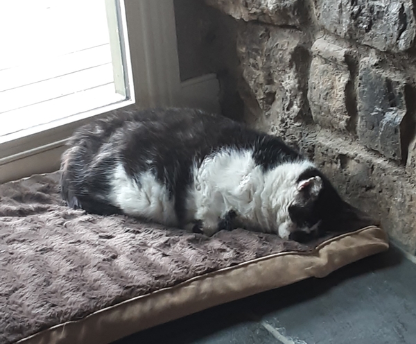 What's your DCat up to today? (Thread 7!)