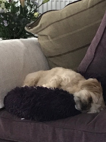 I think I assembled my dog wrong?