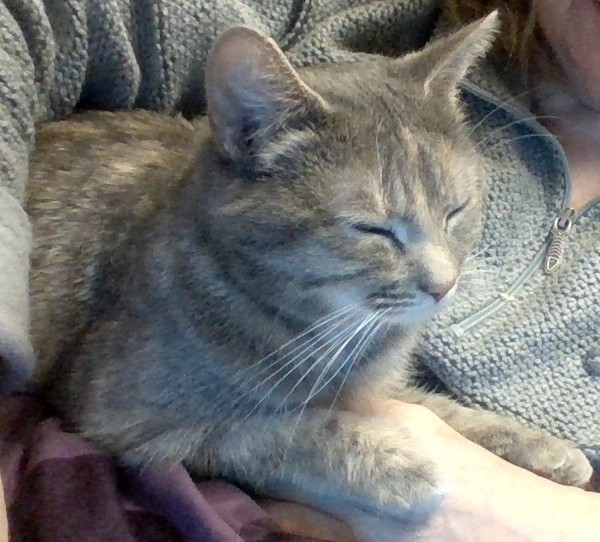 Thank goodness  for my cat