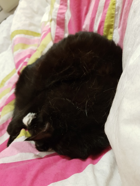 Thank goodness  for my cat