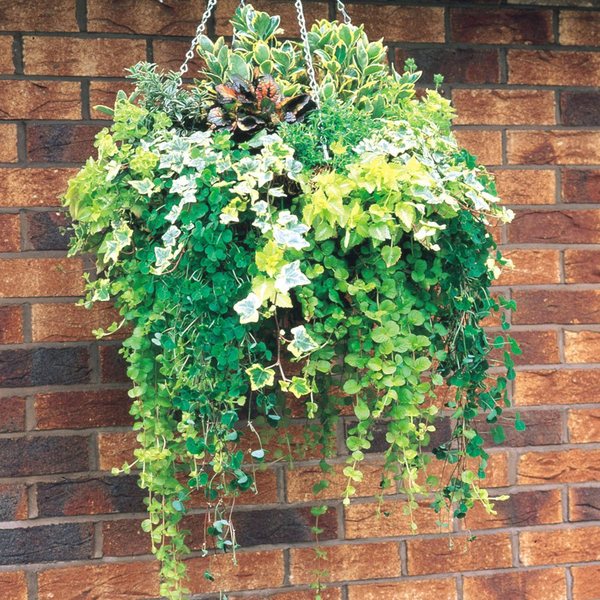 Indoor and outdoor hanging plants help please?