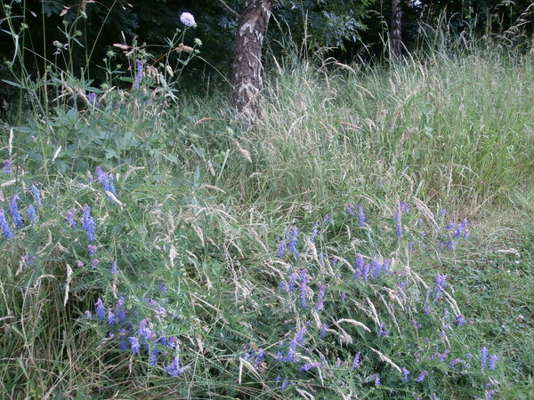 Wild flower turf