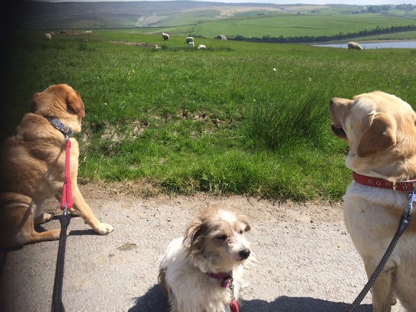 Would you take your dog into a field with sheep and lambs in?