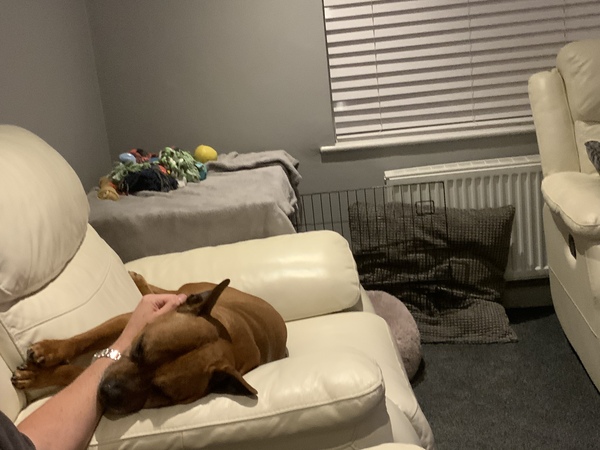 Do you want to see a picture of my lovely DDog and help me train “drop”?
