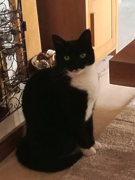 Cats , Flaps and The Clap