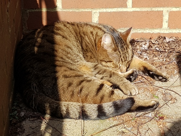 Thug Cat part 2. What, has this thing appeared again tonight?