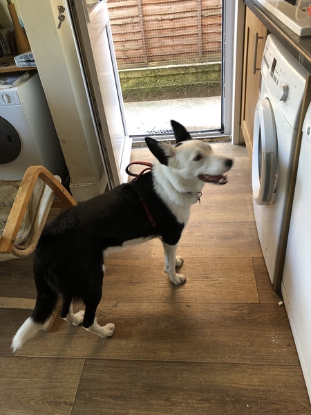Border collie, yes or no?