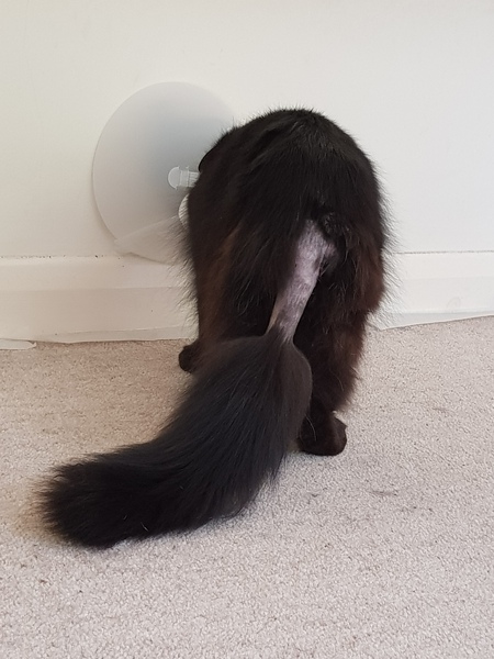 Bloody cats