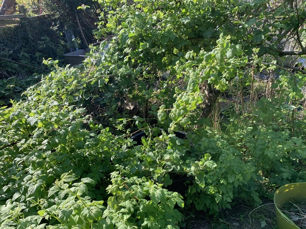 Allotment/Veg Patch Thread 15 - will winter ever end?