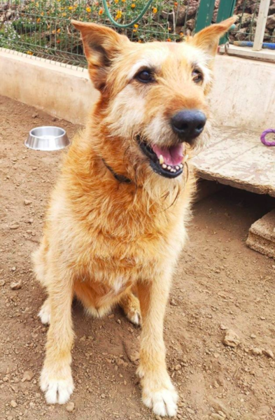 Adopting an old boy - am I crazy?