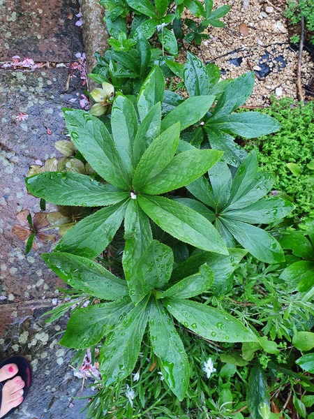 Plant or weed?