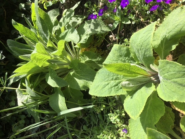 2 Plant IDs