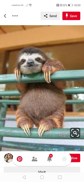 Cute pet and wildlife thread