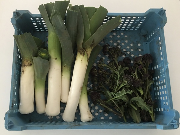 Allotment/Veg Patch Thread 15 - will winter ever end?