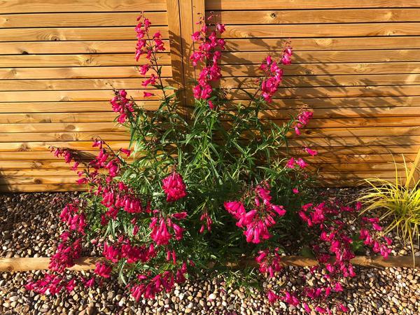 Novice gardener needs help!