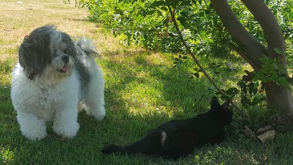 Cavalier King Charles