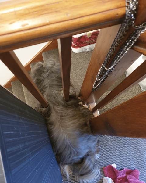 What is the stupidest thing your pet has done? Does it beat my dog? Pic included