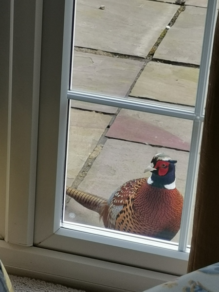 Cute pet and wildlife thread