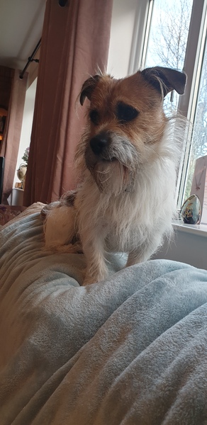 Guess the breed