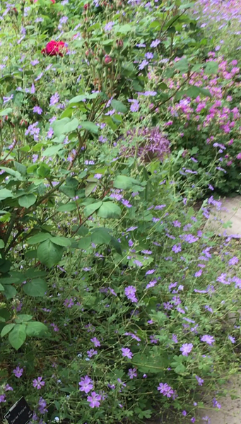 Can you name this purple flowering plant please?