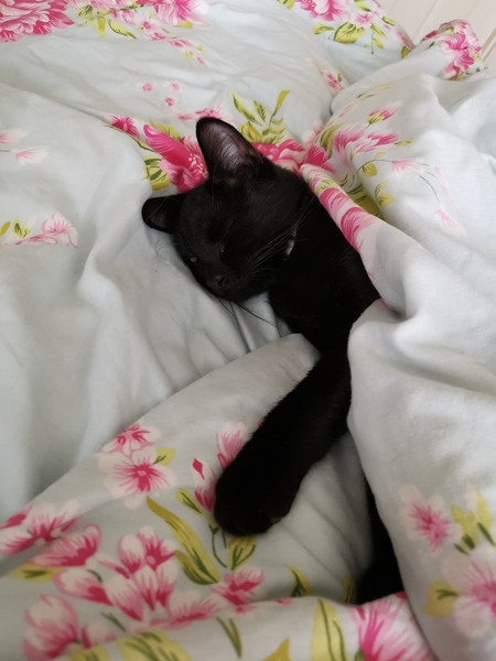Thank goodness  for my cat