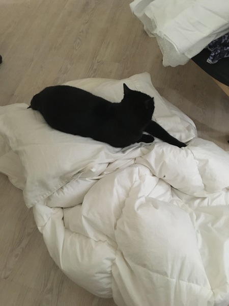 A thread for calm - peace, happy thoughts, support.