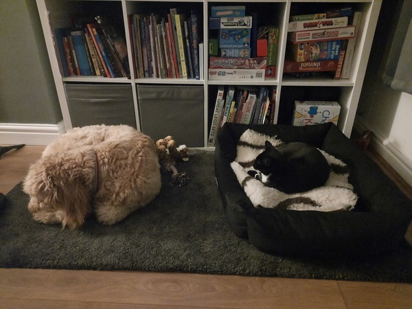 I think I assembled my dog wrong?