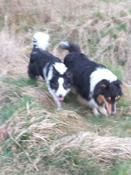 Photos of your dogs to cheer us all up!
