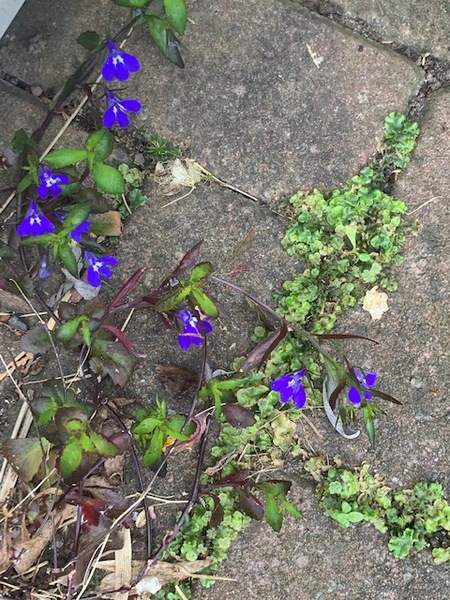 Surprise plant.