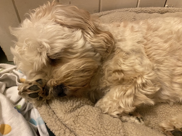 TTC after miscarriage - April 2020 part 2