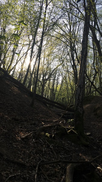 A man shouted at me in the woods