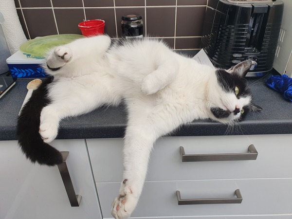 Working from home cats