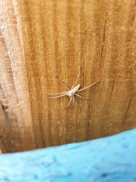 To wonder what this spider is - pic -