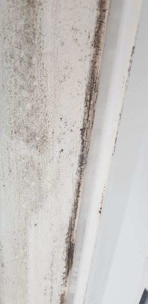 Mould around window