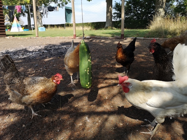 Posting for traffic- CHICKEN HELL