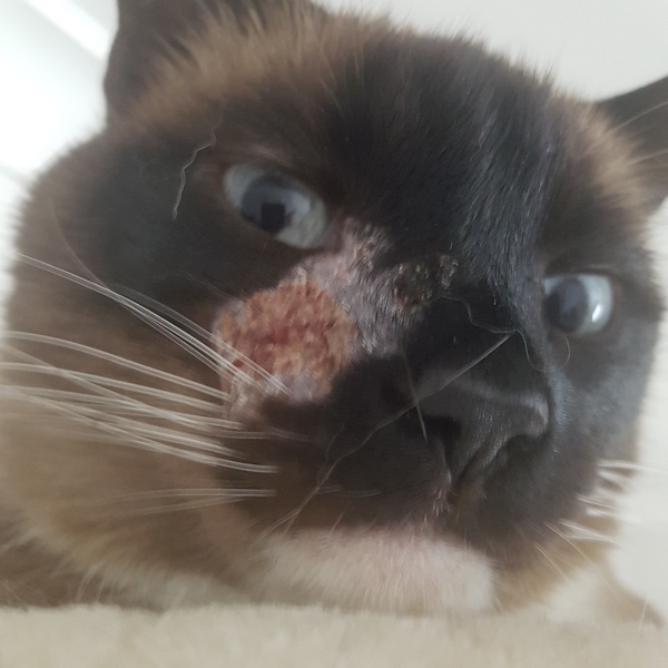 Lump on my cat’s nose