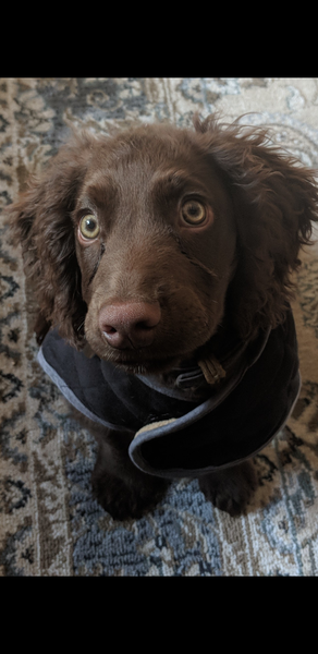 To ask if anyone else has a pet that's helped them with their MH struggles?
