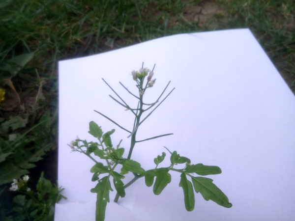 Plant ID please tiny white flowers 4 petals, not shepherd's purse