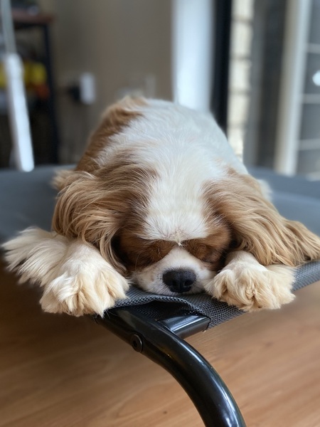 Cockerpoo Puppy arriving in 10 days - help