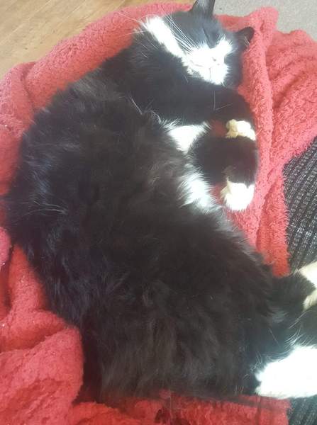 I have the most useless cat in the world.