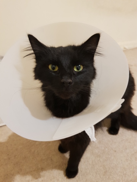 Bloody cats
