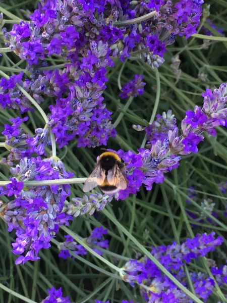 Bees seem HUGE this year ?!