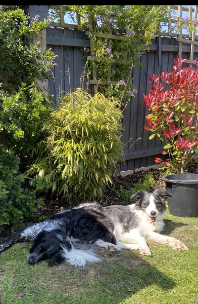 Should I give up on growing bamboo?