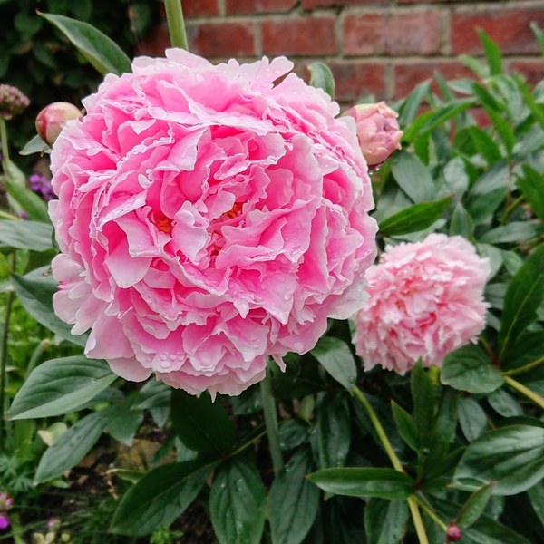 Gardeners World is back!