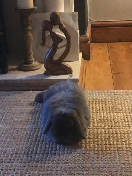 Pets that Steal food (lighthearted)