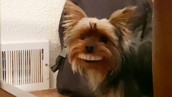 Where are my husbands teeth????