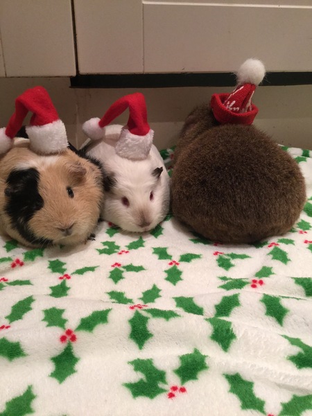 Guinea pig bath day!