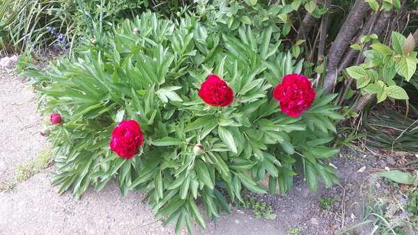 How do your Peonie plants look right now?