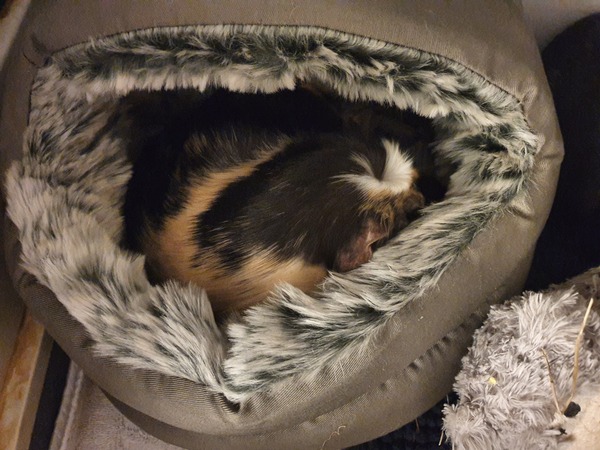 Guinea pig bath day!